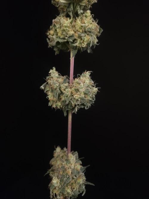 Skunk 2. Week 8