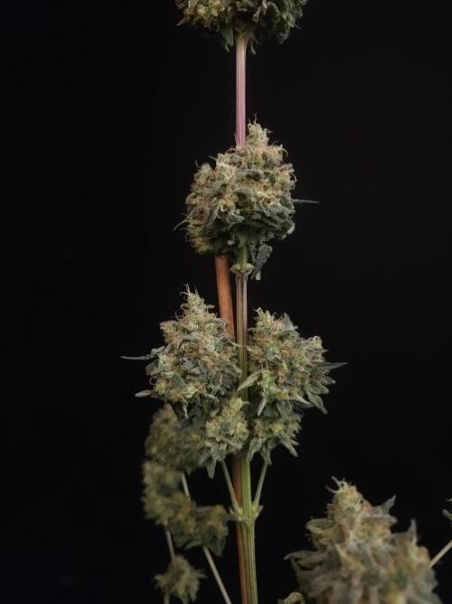 Skunk 2. Week 8