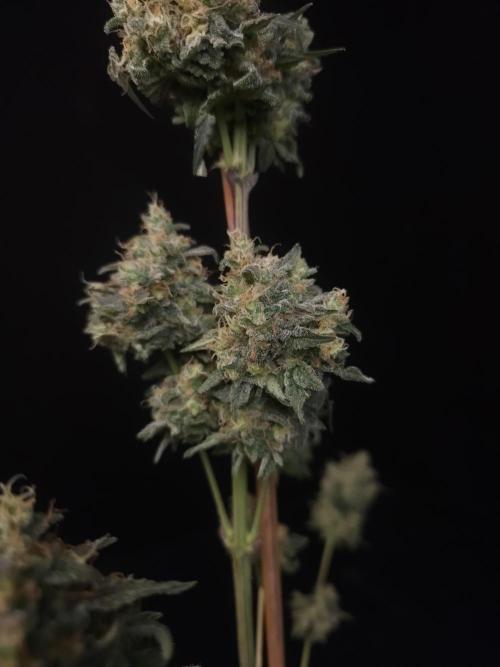 Skunk 2. Week 8