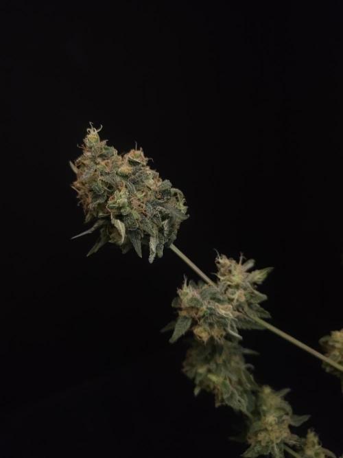 Skunk 2. Week 8