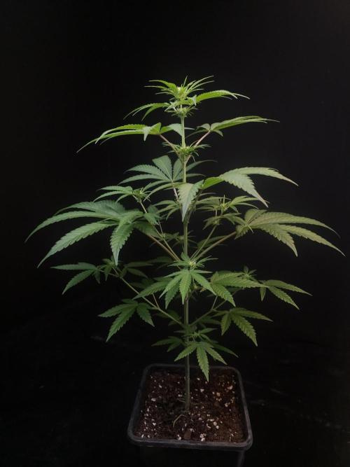 Zkittlez 2. Week 1