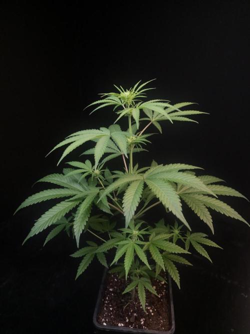 Zkittlez 2. Week 1