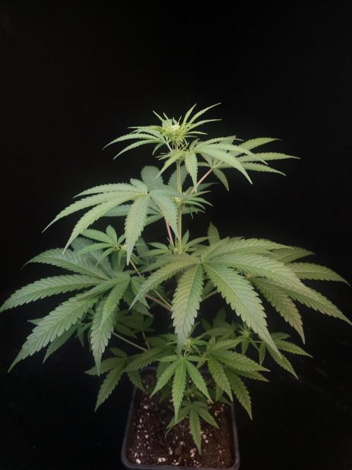 Zkittlez 2. Week 1