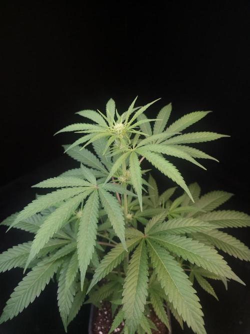 Zkittlez 2. Week 1