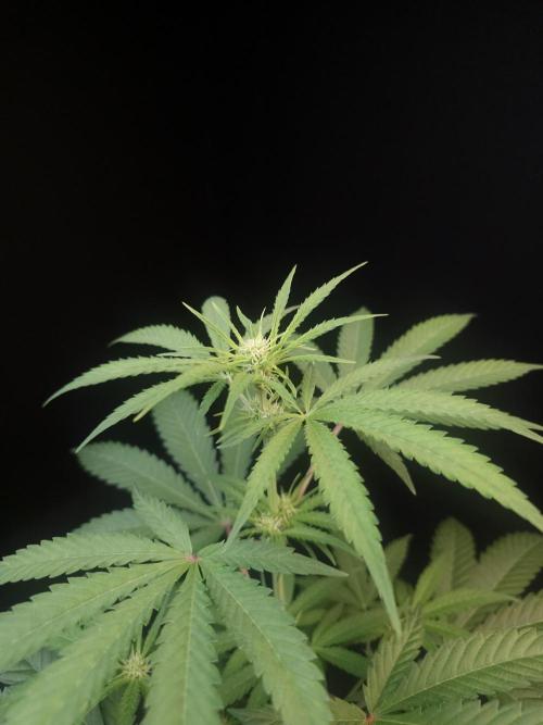 Zkittlez 2. Week 1