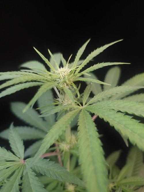 Zkittlez 2. Week 1