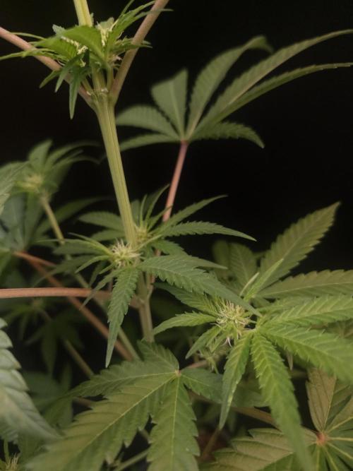 Zkittlez 2. Week 1