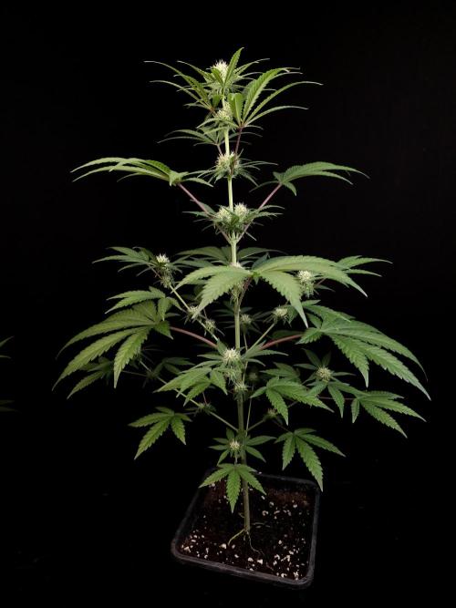Zkittlez 2. Week 2