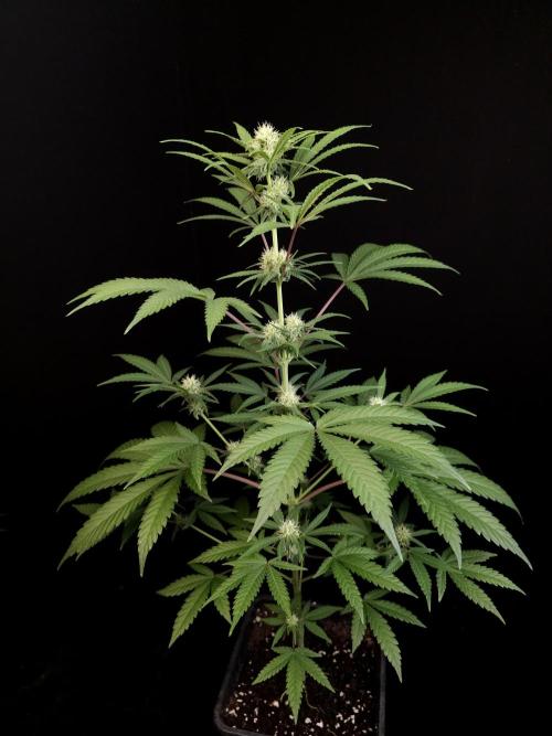 Zkittlez 2. Week 2