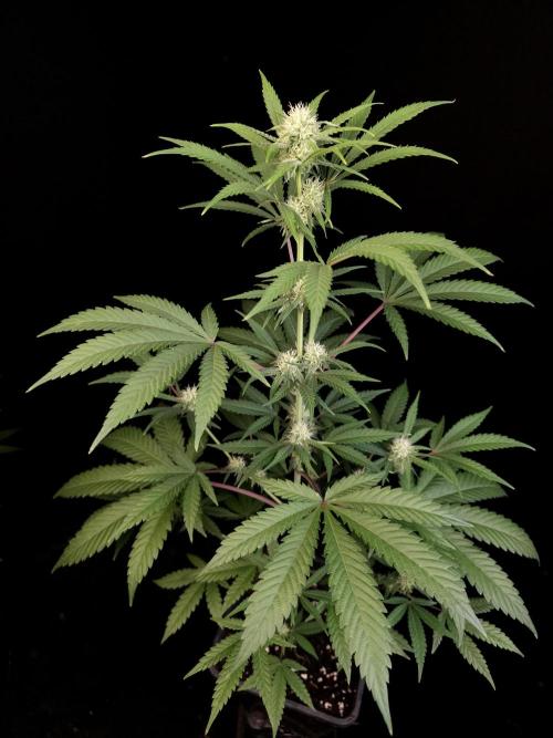 Zkittlez 2. Week 2