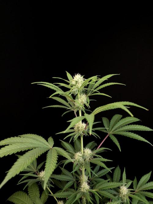Zkittlez 2. Week 2