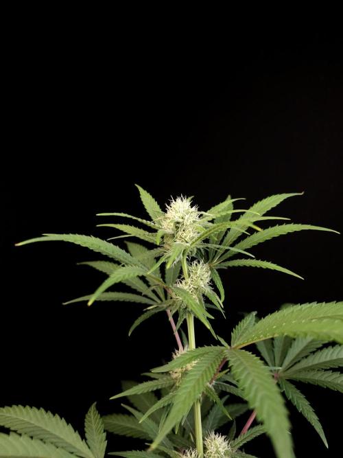 Zkittlez 2. Week 2
