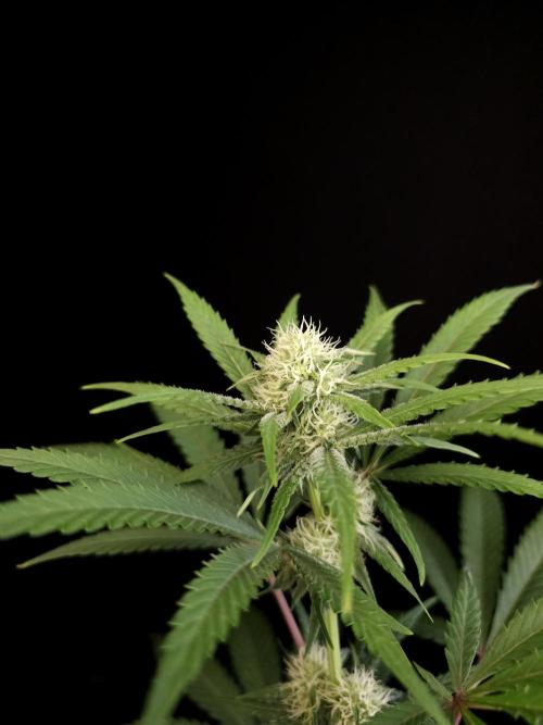 Zkittlez 2. Week 2