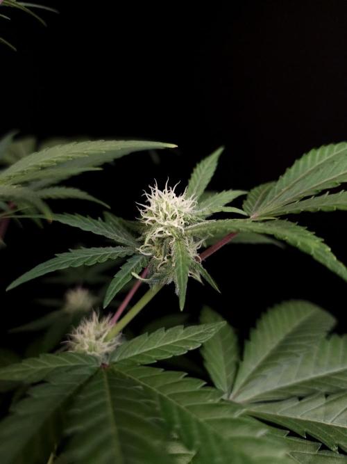 Zkittlez 2. Week 2