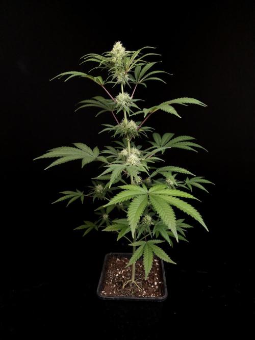 Zkittlez 2. Week 3