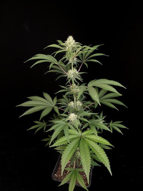 Zkittlez 2. Week 3