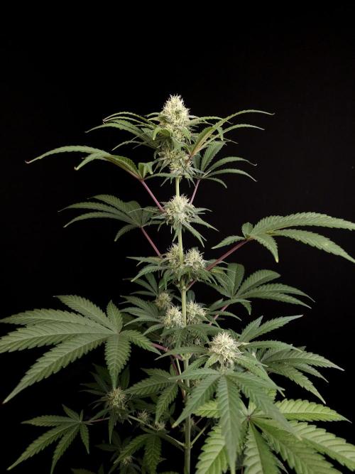 Zkittlez 2. Week 3