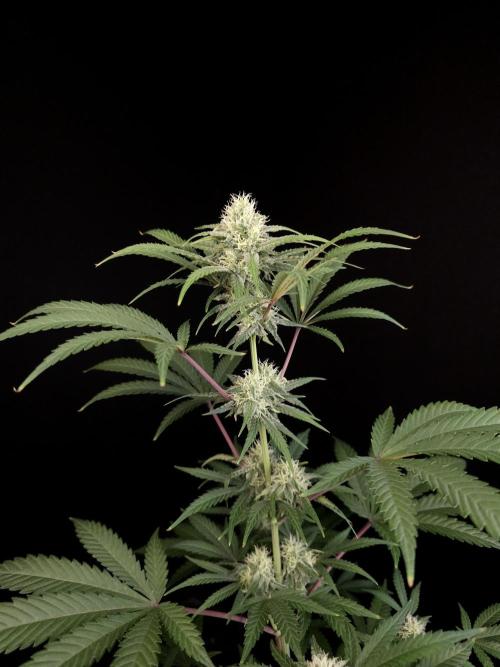 Zkittlez 2. Week 3