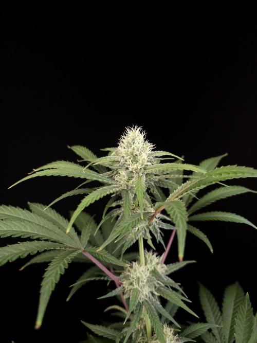Zkittlez 2. Week 3