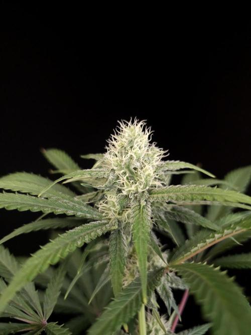 Zkittlez 2. Week 3