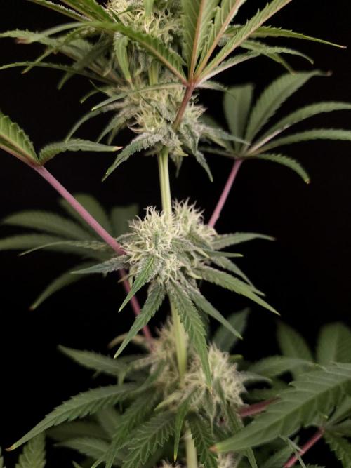 Zkittlez 2. Week 3