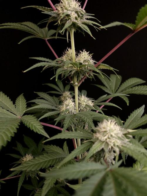 Zkittlez 2. Week 3
