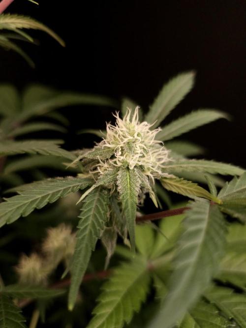 Zkittlez 2. Week 3