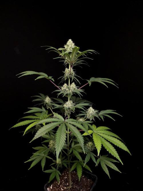 Zkittlez 2. Week 4