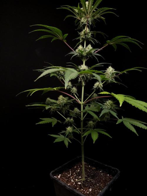 Zkittlez 2. Week 4