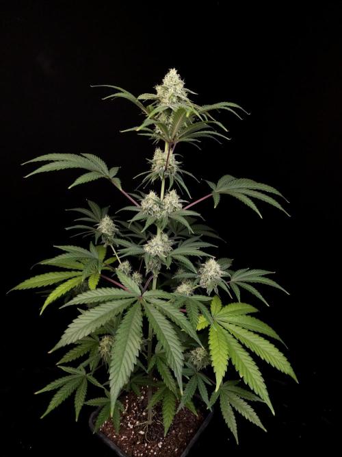 Zkittlez 2. Week 4