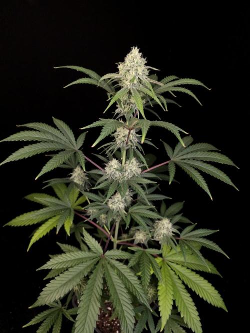 Zkittlez 2. Week 4