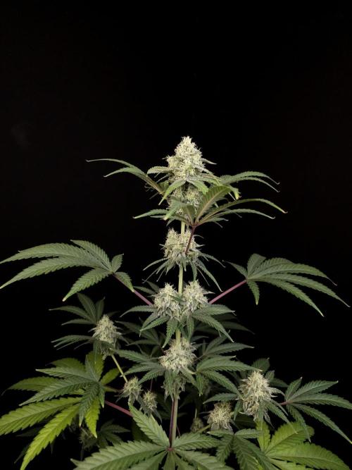Zkittlez 2. Week 4