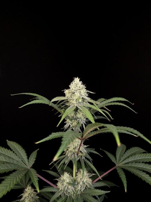 Zkittlez 2. Week 4