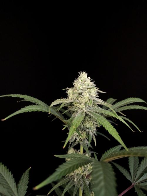 Zkittlez 2. Week 4
