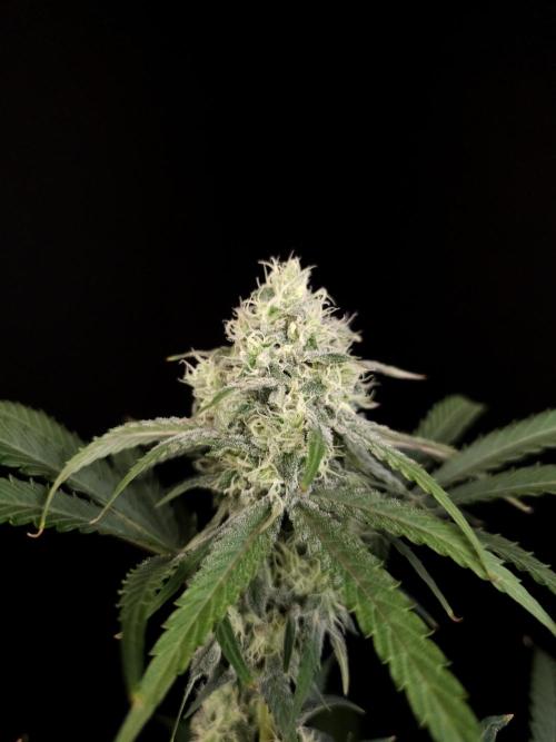 Zkittlez 2. Week 4