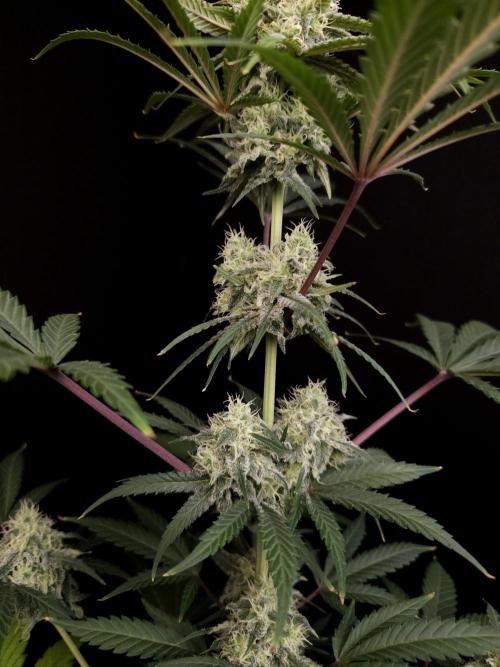 Zkittlez 2. Week 4