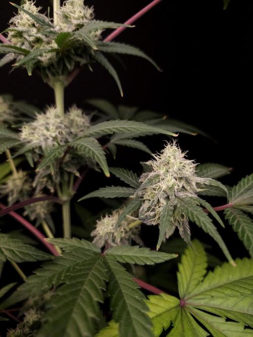 Zkittlez 2. Week 4