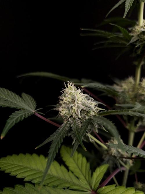 Zkittlez 2. Week 4