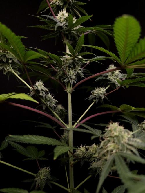 Zkittlez 2. Week 4