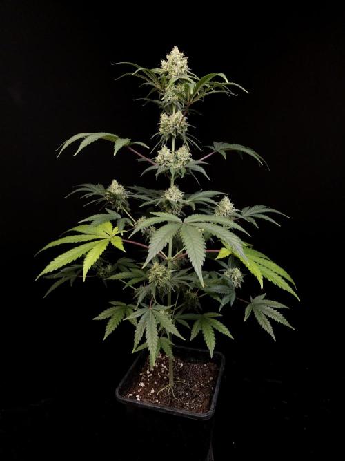 Zkittlez 2. Week 5