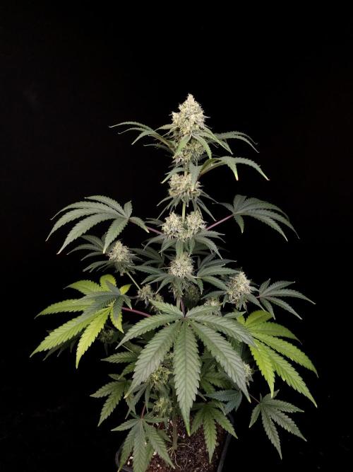 Zkittlez 2. Week 5