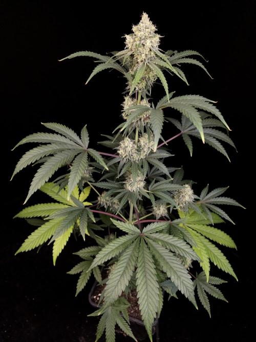 Zkittlez 2. Week 5