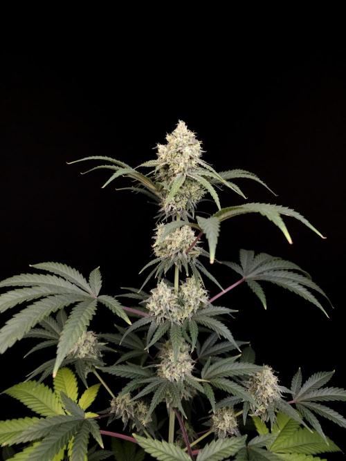 Zkittlez 2. Week 5