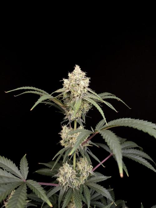 Zkittlez 2. Week 5