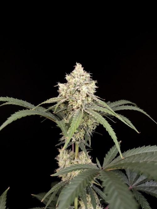 Zkittlez 2. Week 5