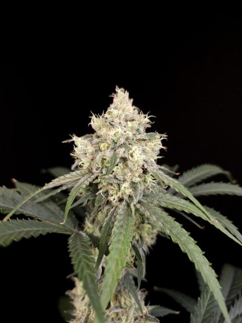 Zkittlez 2. Week 5
