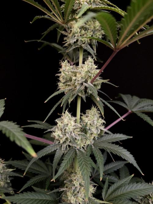 Zkittlez 2. Week 5