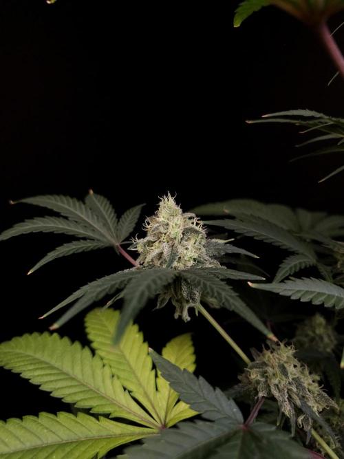 Zkittlez 2. Week 5