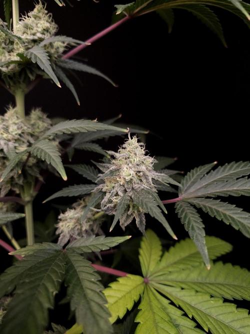Zkittlez 2. Week 5