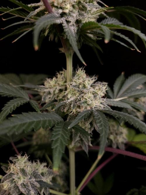 Zkittlez 2. Week 5